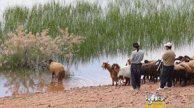 افزایش حجم آب تالاب شوجاخان