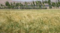 واریز ۱۲.۲ همت در ۴ روز؛ افزایش شتاب تسویه با گندم‌کاران