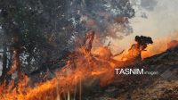 میانکاله را چه کسی می‌سوزاند؟/ واکاوی ۱۲ آتش‌سوزی مشکوک در ۱۶ روز!