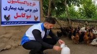 طیور بومی استان تهران علیه نیوکاسل رایگان واکسینه شدند