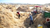 فصل خرمن‌کوبی در روستای پارام