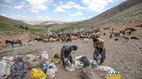 شیردوشی در دامنه‌های سلطان‌داغی